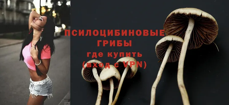 купить закладку  Краснозаводск  Псилоцибиновые грибы Psilocybine cubensis 